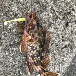 アジを求めて御所浦釣行④