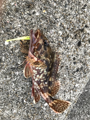 アジを求めて御所浦釣行④