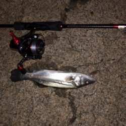 満月メバルプラッキング