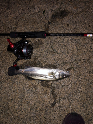 満月メバルプラッキング