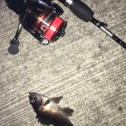 マイクロメバル