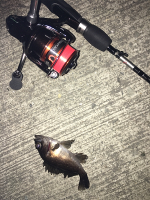 マイクロメバル