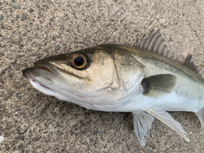 ニュータックルにゅーこんゴンッ♫