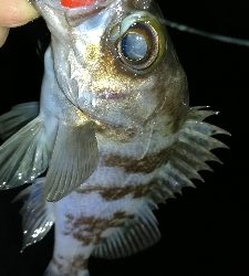 ナイトメバリング