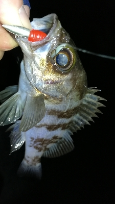 ナイトメバリング