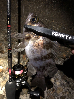 今夜はワームの日?