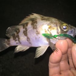 相変わらず小さい ( ˘ω˘ )