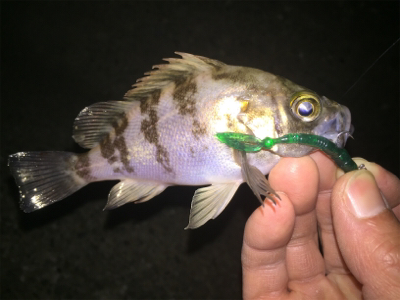 相変わらず小さい ( ˘ω˘ )