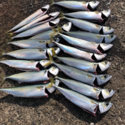 青物を求めてまたまた加太へ