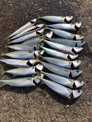 青物を求めてまたまた加太へ