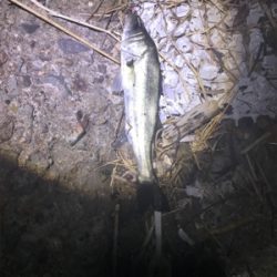 大潮じゃないのにバチ抜けに