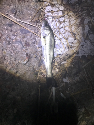 大潮じゃないのにバチ抜けに