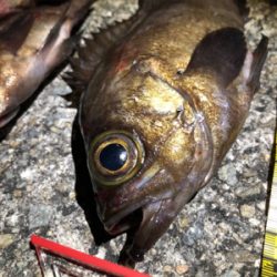 メバリング釣行