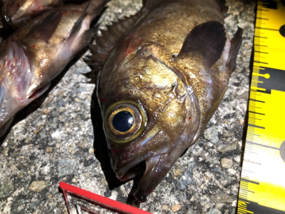 メバリング釣行