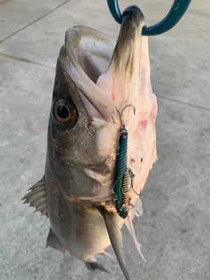 筋肉モリモリ٩( ‘ω’ )و