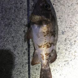 リベンジ淡路島