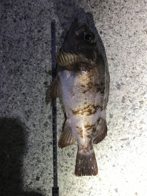 リベンジ淡路島