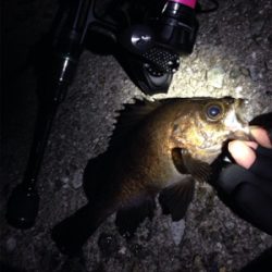 りんくうメバル