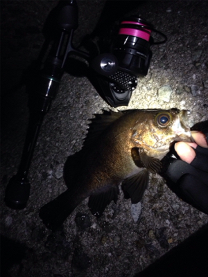 りんくうメバル