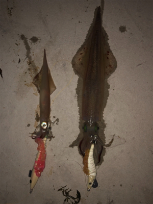 変わり種エサでヤリイカ釣り