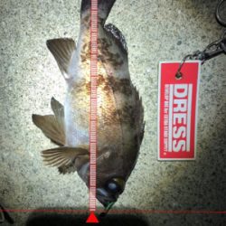 メバルを求めてランガン