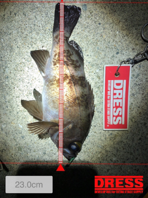 メバルを求めてランガン