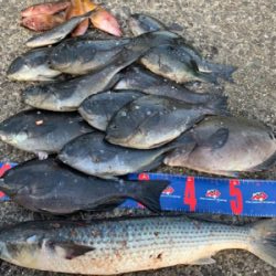 四万十市 沖磯 フカセ釣り