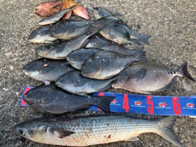 四万十市 沖磯 フカセ釣り