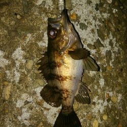 メバルプラッキング好調