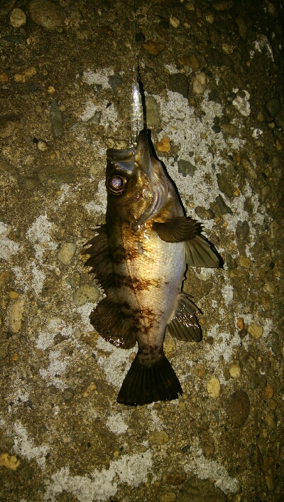 メバルプラッキング好調