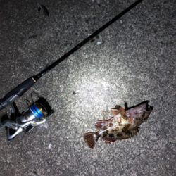 ロックフィッシュゲーム