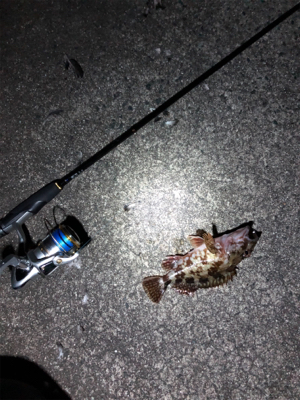 ロックフィッシュゲーム