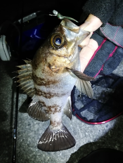 １人メバリング大会！？