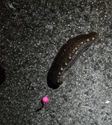 ナマコリング( ^o^)