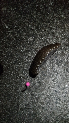 ナマコリング( ^o^)