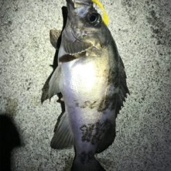 メバリング中毒