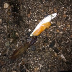 今日は寒かった！