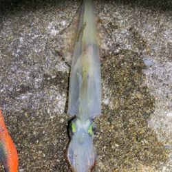 ヤリイカ、ケンサキイカ釣果!