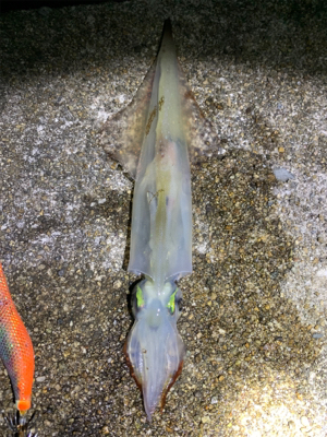 ヤリイカ、ケンサキイカ釣果!