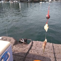 カサゴとハゼと老チヌ