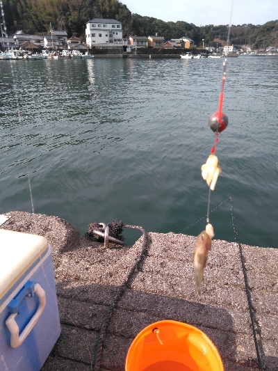 カサゴとハゼと老チヌ