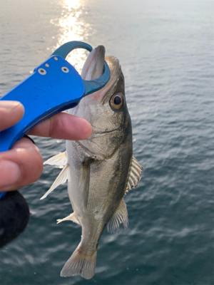 酔いどれガッツ♫