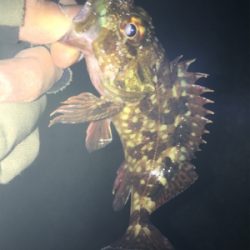 チビメバル、チビガシラ(^^;