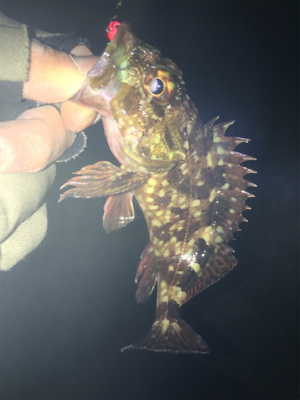 チビメバル、チビガシラ(^^;