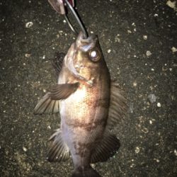 シーバスのはずが、、、