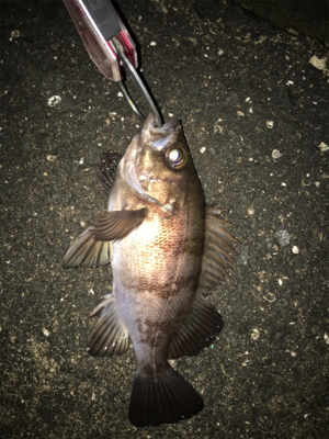 シーバスのはずが、、、