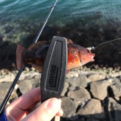 メバルを求めて②