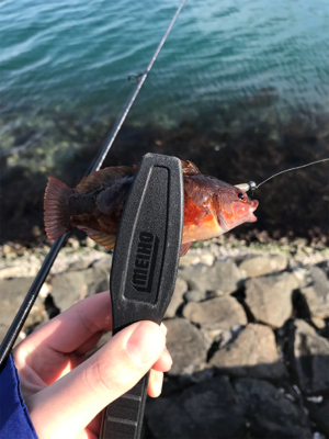 メバルを求めて②