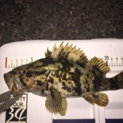 今日はドラグを鳴らされた！