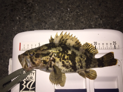 今日はドラグを鳴らされた！